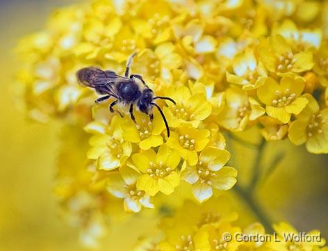 Bug On A Yellow Flower_53617.jpg - Photographed at Ottawa, Ontario - the Capital of Canada.